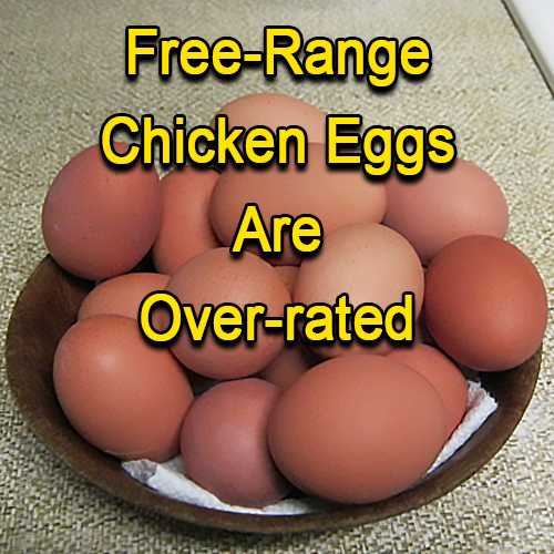 Free-range chicken eggs are over-rated