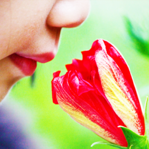 sense of smell with olfactory bulb
