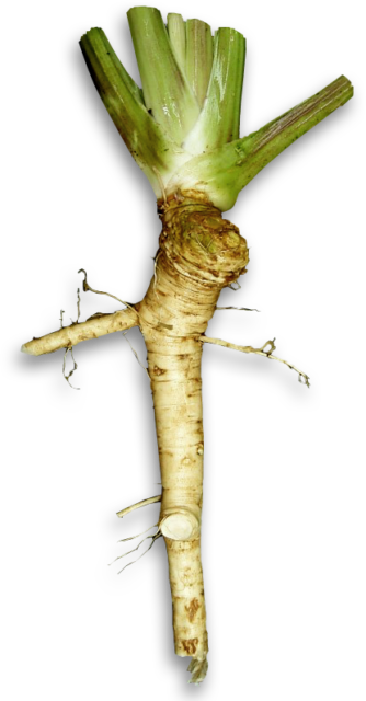 Horseradish For Health And The Prevention Of Cancer