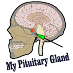 My Pituitary Gland