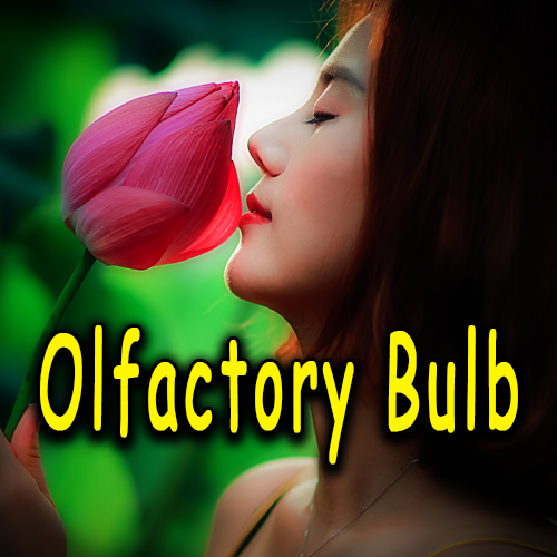Olfactory Bulb